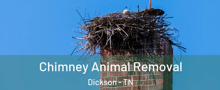 Chimney Animal Removal Dickson - TN