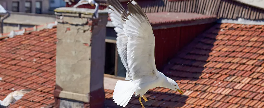 Residential Chimney Animal Removal Solution in Dickson, TN