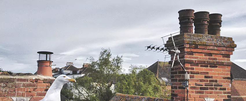 Chimney Cleaning And Restoration in Dickson, Tennessee